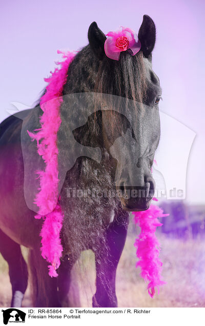 Friesian Horse Portrait / RR-85864