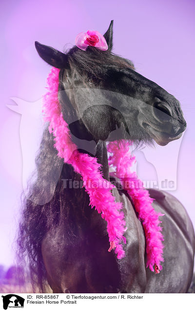 Friesian Horse Portrait / RR-85867
