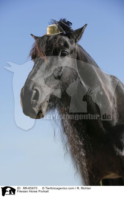 Friesian Horse Portrait / RR-85870