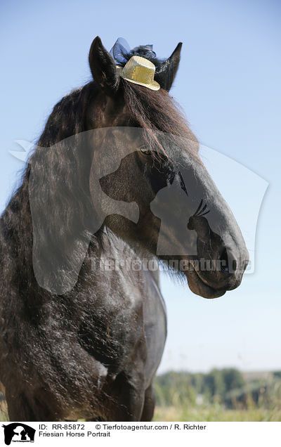 Friesian Horse Portrait / RR-85872