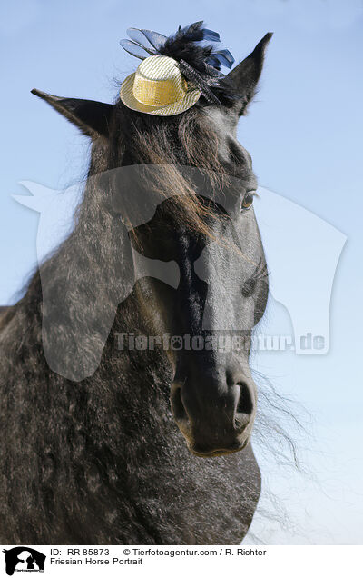 Friesian Horse Portrait / RR-85873