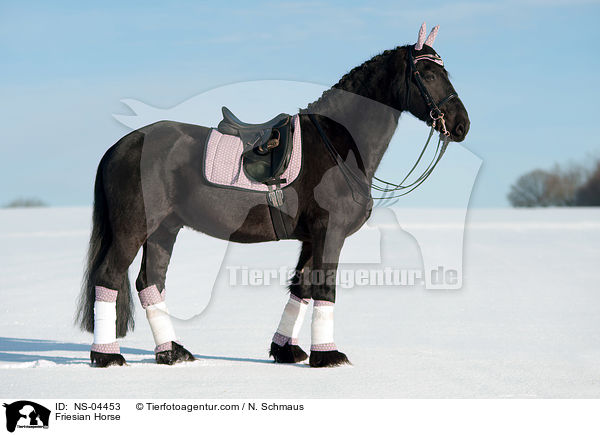 Friese / Friesian Horse / NS-04453