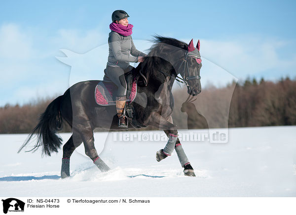 Friese / Friesian Horse / NS-04473
