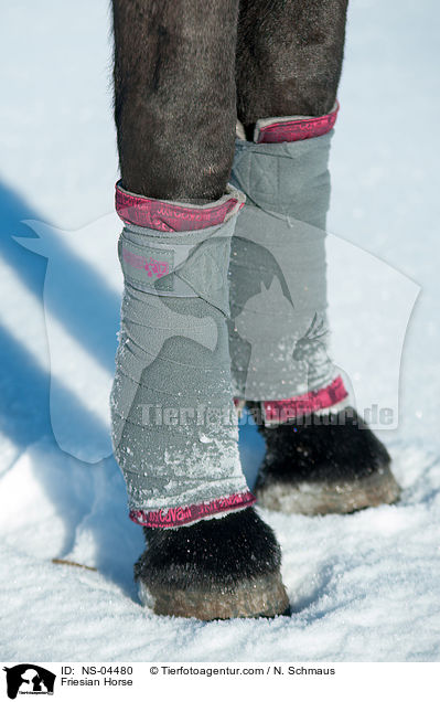 Friese / Friesian Horse / NS-04480
