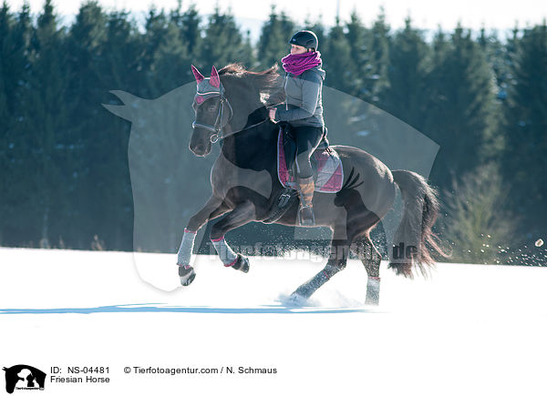 Friese / Friesian Horse / NS-04481