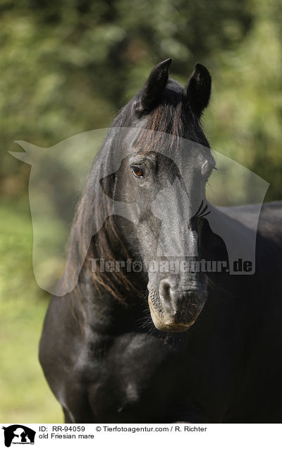 old Friesian mare / RR-94059