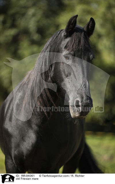 old Friesian mare / RR-94061