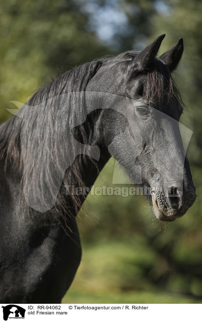 old Friesian mare / RR-94062