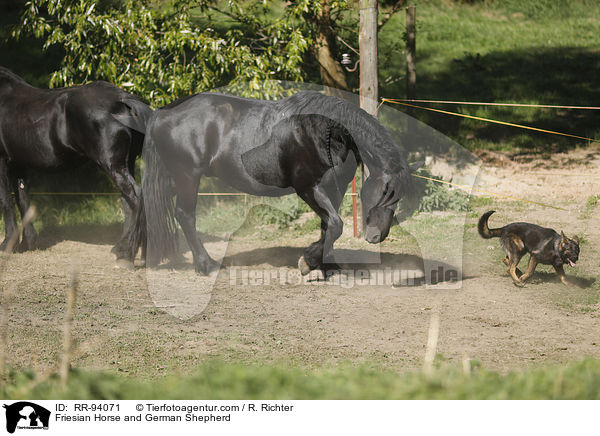 Friesian Horse and German Shepherd / RR-94071