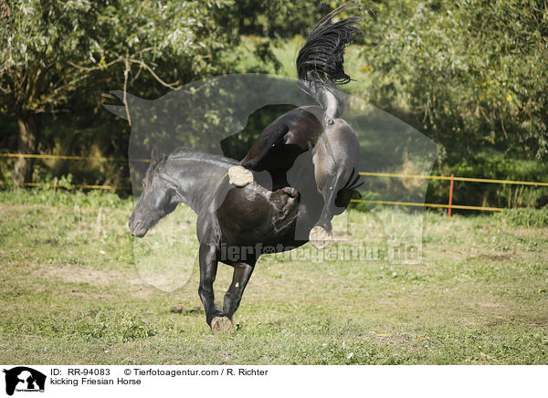 Friese keilt aus / kicking Friesian Horse / RR-94083