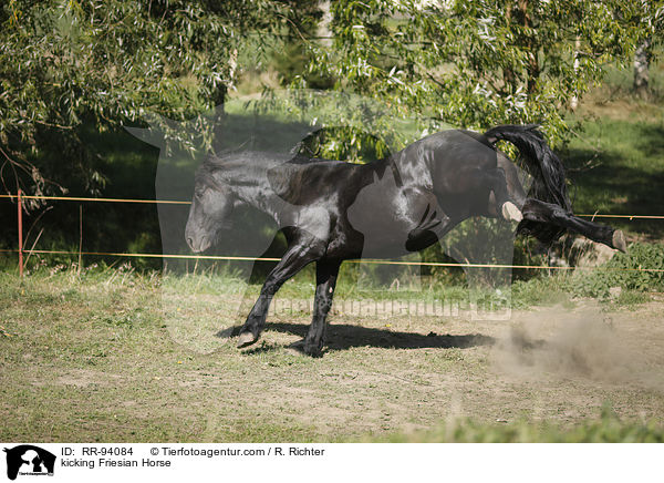 Friese keilt aus / kicking Friesian Horse / RR-94084