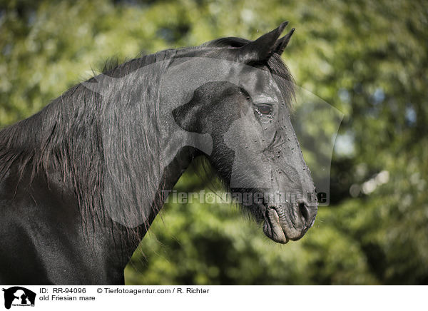 old Friesian mare / RR-94096