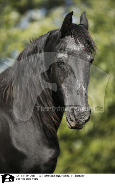 old Friesian mare / RR-94098