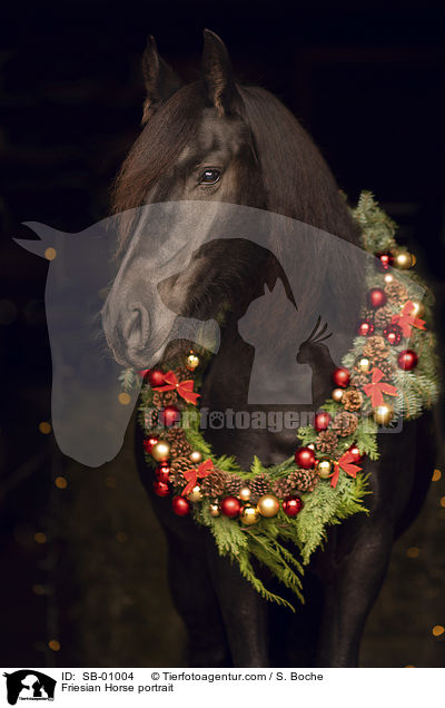 Friese Portrait / Friesian Horse portrait / SB-01004