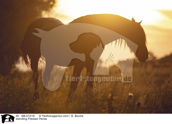 stehender Friese / standing Friesian Horse / SB-01019