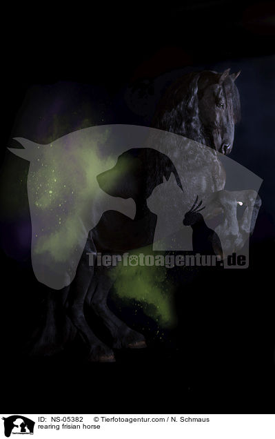 steigender Friese / rearing frisian horse / NS-05382