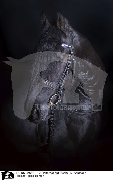Friese Portrait / Friesian Horse portrait / NS-05542
