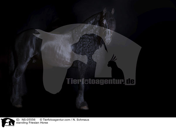 stehender Friese / standing Friesian Horse / NS-05556