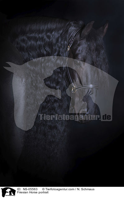 Friese Portrait / Friesian Horse portrait / NS-05563