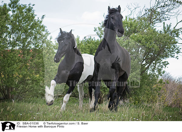 Friesian Horse with Baroque Pinto / SBA-01036
