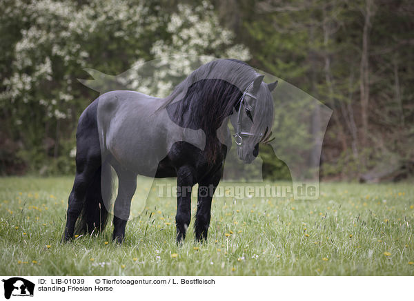 stehender Friese / standing Friesian Horse / LIB-01039