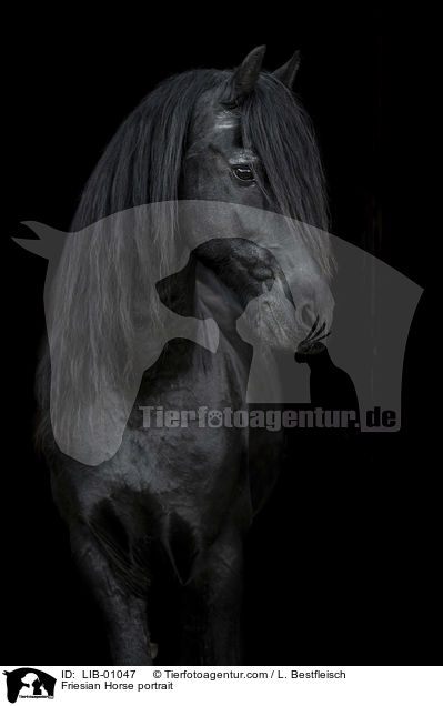Friese Portrait / Friesian Horse portrait / LIB-01047