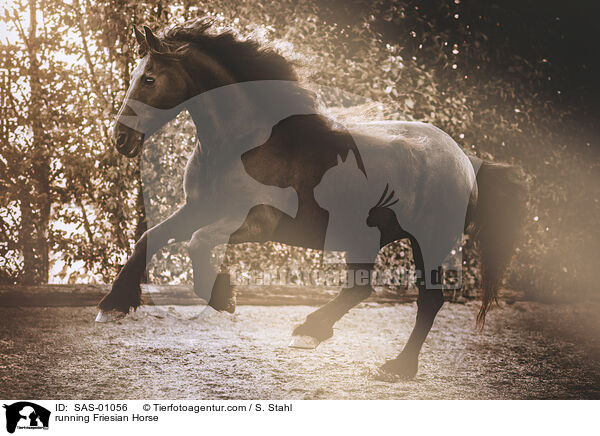rennender Friese / running Friesian Horse / SAS-01056