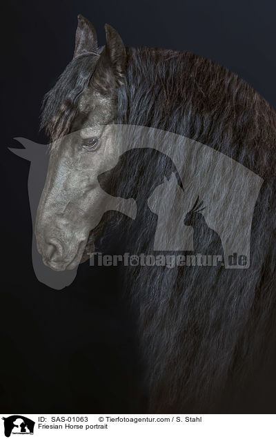 Friesian Horse portrait / SAS-01063