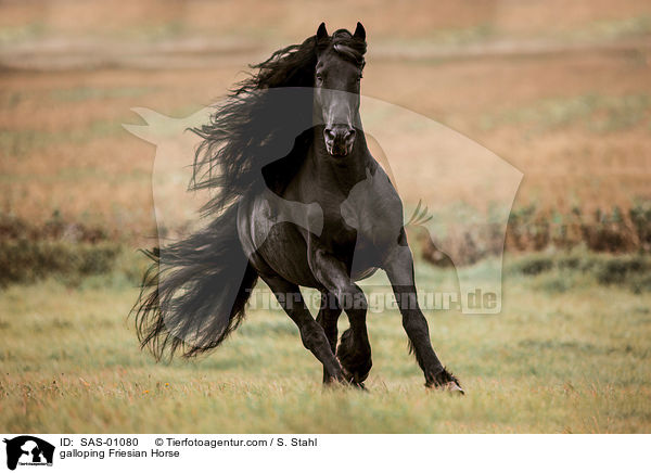 galloping Friesian Horse / SAS-01080