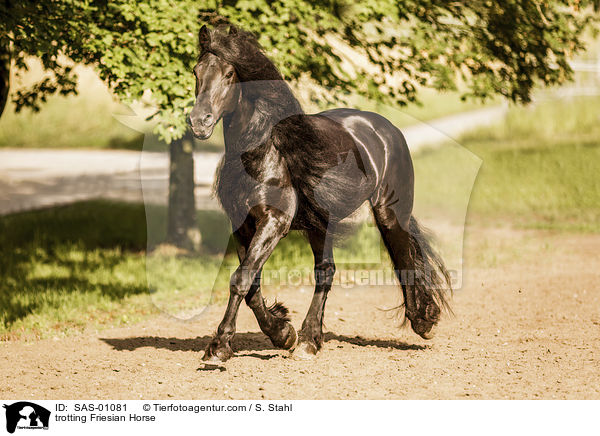 trotting Friesian Horse / SAS-01081