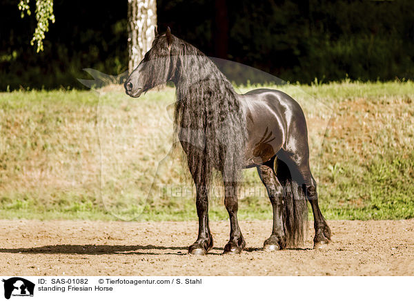 standing Friesian Horse / SAS-01082