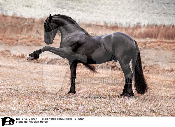 stehender Friese / standing Friesian Horse / SAS-01087