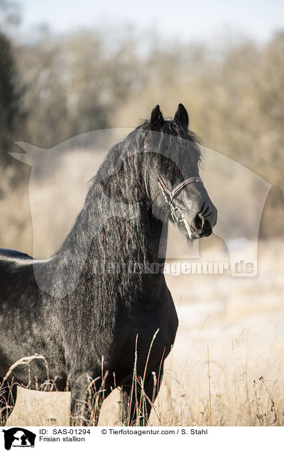 Frisian stallion / SAS-01294