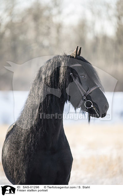 Frisian stallion portrait / SAS-01296