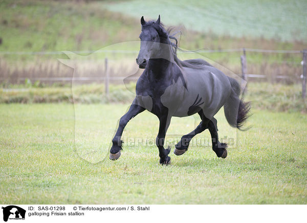 galloping Frisian stallion / SAS-01298