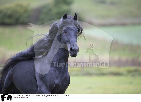 Frisian stallion / SAS-01299