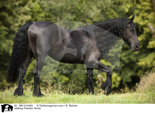 laufender Friese / walking Friesian Horse / RR-101680