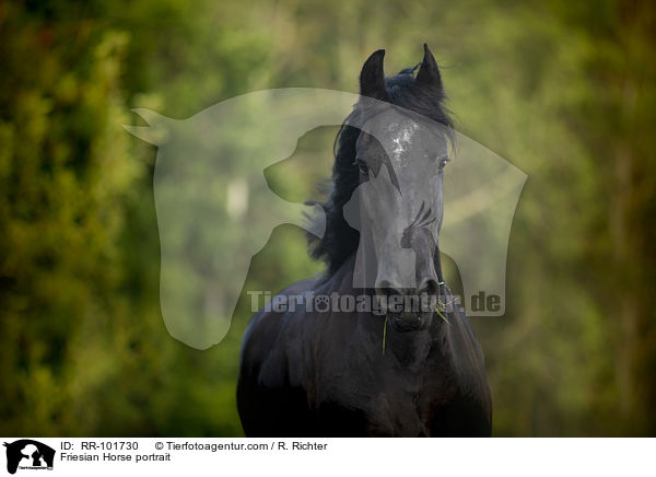 Friese Portrait / Friesian Horse portrait / RR-101730