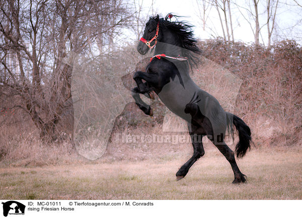 steigender Friese / rising Friesian Horse / MC-01011