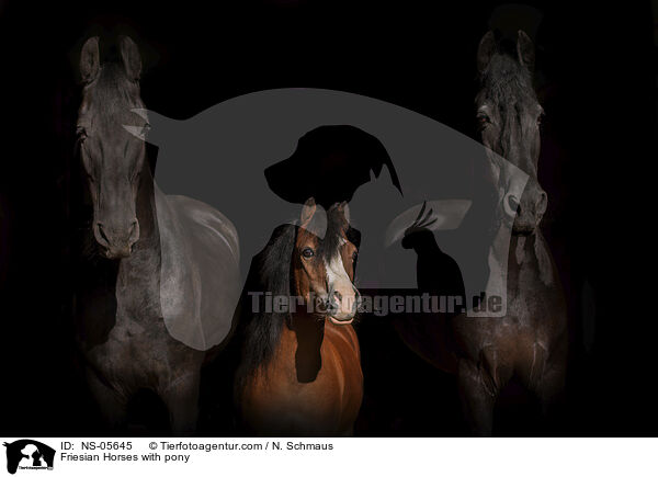 Friesian Horses with pony / NS-05645