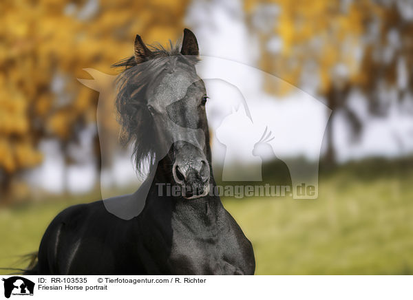 Friesian Horse portrait / RR-103535
