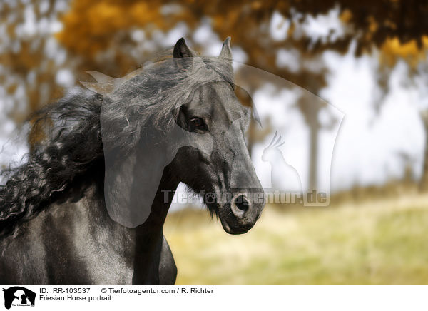 Friesian Horse portrait / RR-103537