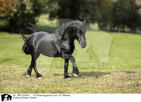 trotting Friesian Horse / RR-103541