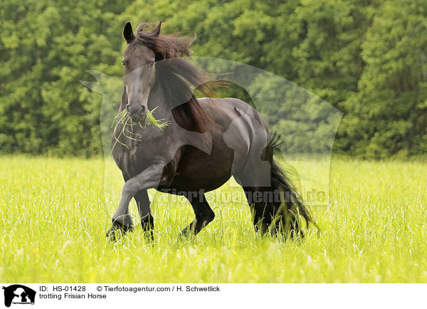trabender Friese / trotting Frisian Horse / HS-01428