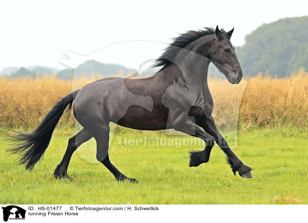 rennender Friese / running Frisian Horse / HS-01477