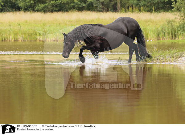 Frisian Horse in the water / HS-01553