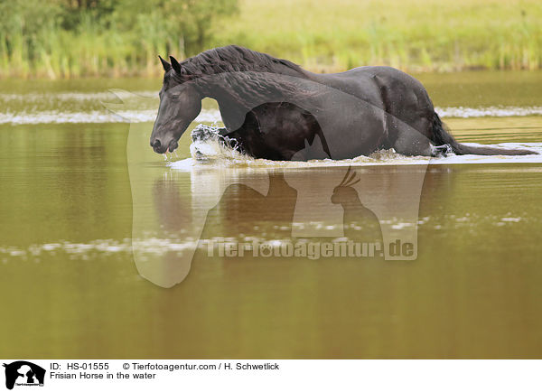 Frisian Horse in the water / HS-01555