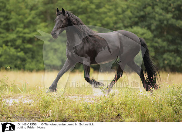 trabender Friese / trotting Frisian Horse / HS-01556