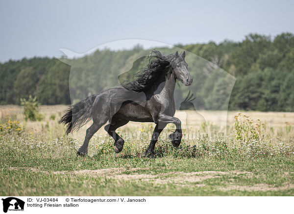 trabender Friese Hengst / trotting Friesian stallion / VJ-03484
