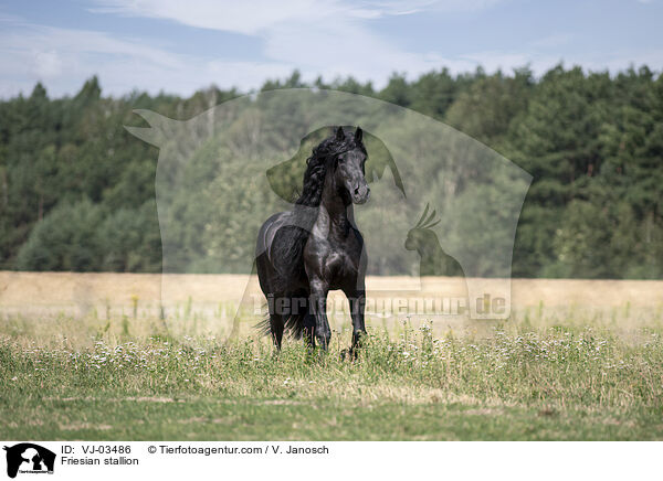 Friese Hengst / Friesian stallion / VJ-03486